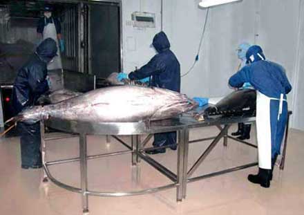 tuna