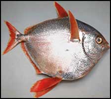 moonfish
